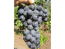 �������� ����������� (�������) 160���.jpg