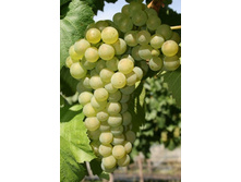 �������� ������� 160���.jpg