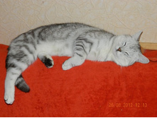 ��� ������.jpg