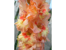 ��������� ������