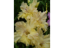 ������� �������