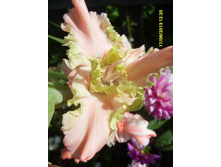 ������� ��������