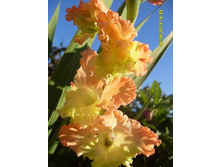 ���� �����