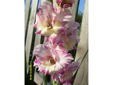 ��������� ��������