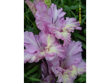 ��������� ���