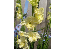 ���� �����