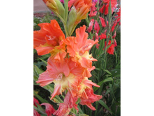 ������ ������