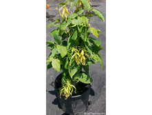 ������� ���������