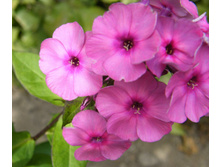 ������� ������*)