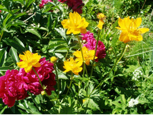 ���. ���������*