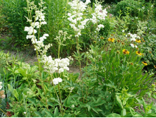 ���. �����.����� �����*