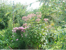 ��������� *(4� � ����)