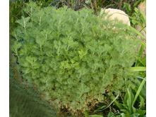 ������ ��������+