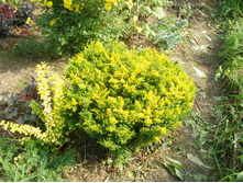 ����� ����������*)