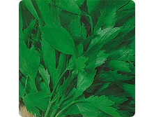 �������� ������ 9,50 ���..jpeg