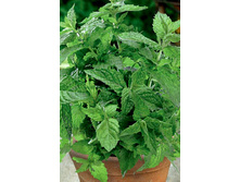 ���� ������ 11,00 ���..jpg