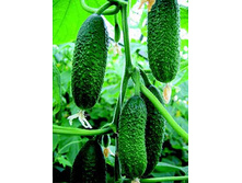 ������ ���������� 15,40 ���..jpg