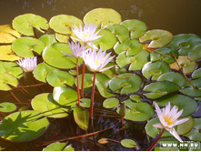 ������ ���������� ����