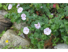 �����(�������-�������)*