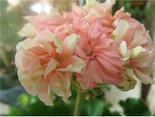 Ludwisburger Flair(������)