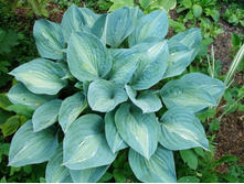 ���� ��� �����*