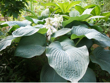 ������� �����������+)