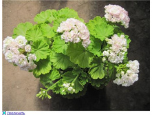 April Snow - �����������