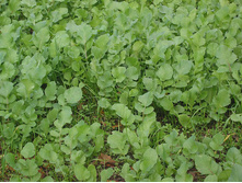 ������ ���������  50 ��.  11,00 ���..jpg