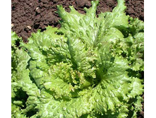 ����� ���������� ��������� 5,00 ���..jpg