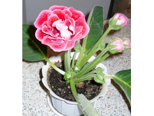 20.05.2010 ����� ��������