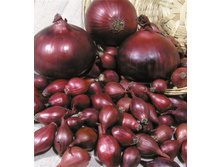 ���-����� ��� �����