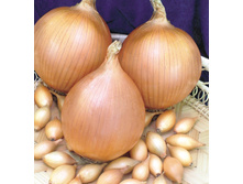 ���-����� ������