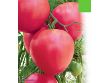 ����� ����� ������ ������� 5,80 ���..jpg