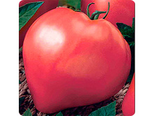 ����� ������� ������ 5,30 ���..jpeg