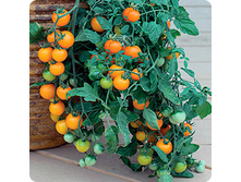 ����� ������� ������ 20,00 ���..jpeg