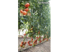 ����� ������ 47,25 ���..jpg