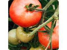 ����� ������� ���������� 17,60 ���..jpeg