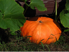 ����� ���������  10,50 ���..jpg