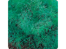 ����� ��������� �����  5,30 ���..jpeg