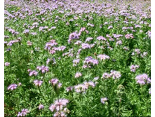 ������� ������������  50 ��. 16,00 ���..jpg