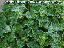 ������ ��������  5,00 ���..jpg