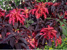 ����� ������� ���������� ���� 7,70 ���..jpg