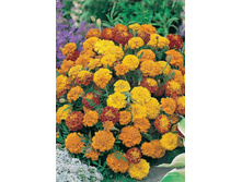 ����� �������� ��� � ���  11,00 ���..jpg