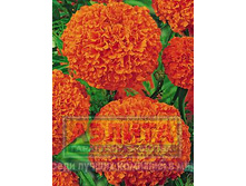 ����� �������� ������ ��������� 19,65 ���..jpg