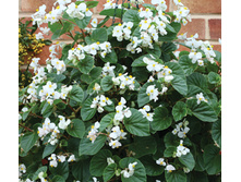 ����� ������� ����� ����� 11,00 ���..jpg