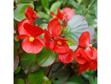 ����� ������� ����� ������� 11,00 ���..jpg