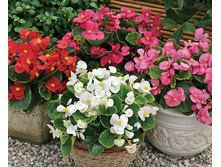 ����� ������� ����� ����� 11,00 ���..jpg