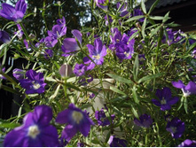 ����� ������� ������� ������ ������� 5,00 ���..jpg