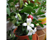 ����� ������� 17,00 ���..JPG