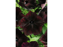 ����� ������� ���� ����� ����� �������� 30,20 ���..jpeg